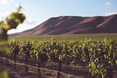 Vineyard & Hills | Instagram: @timmossholder