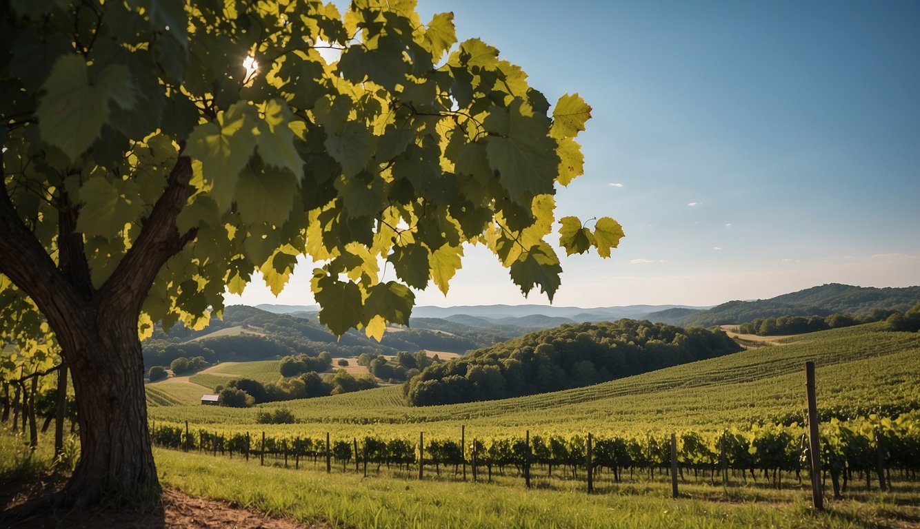 Lush green vineyards sprawl across rolling hills under a clear blue sky at Cascia Vineyards, one of Maryland's top 10 vineyards